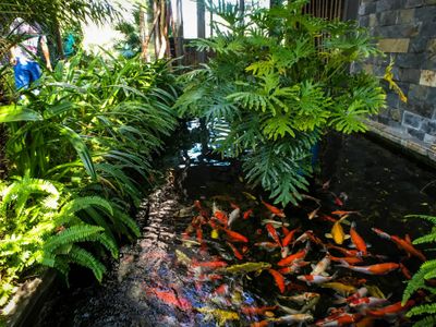 Dịch vụ phát sinh